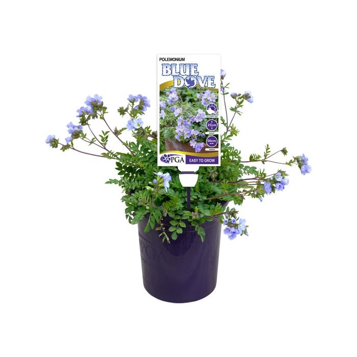 140mm Blue Dove - Polemonium pulcherrimum