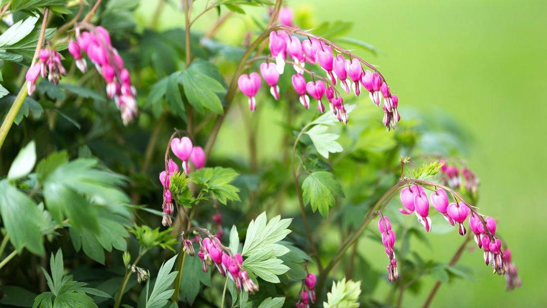 Bleeding heart flowers close up