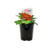 1.5L Colourwave Petunia Assorted - Petunia hybrida