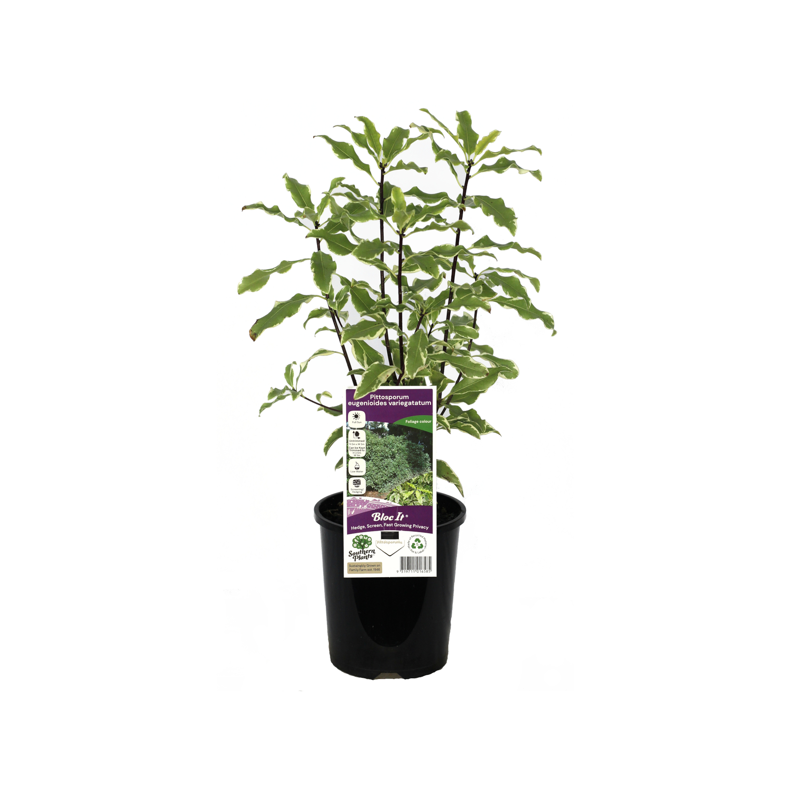 140mm Pittosporum Variegatum - Pittosporum eugenioides Variegatatum product image