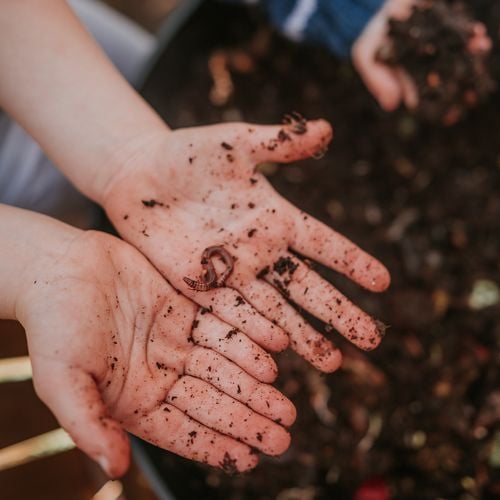 A child's hands dirty with compost holding a worm