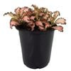 70mm Nerve Plant - Fittonia verschaffeltii Pink Anne
