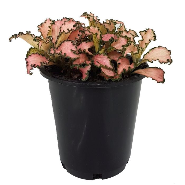 70mm Nerve Plant - Fittonia verschaffeltii Pink Anne