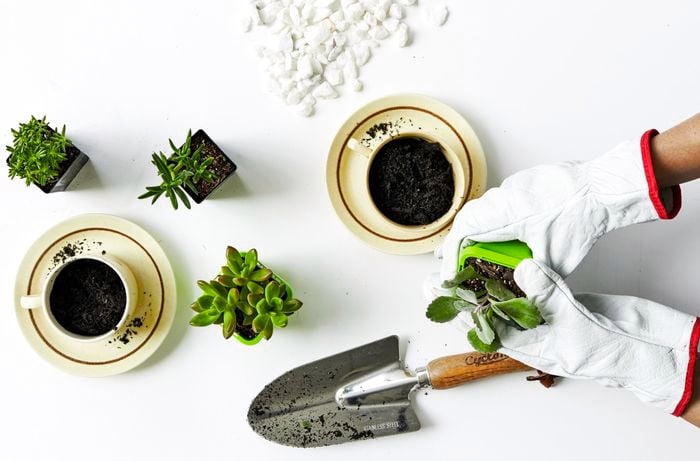 A person replanting small succulents from pots into teacups