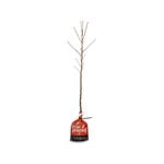 Plant Cherry Stella
