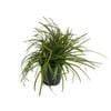 1.9L Everlime - Carex everlime