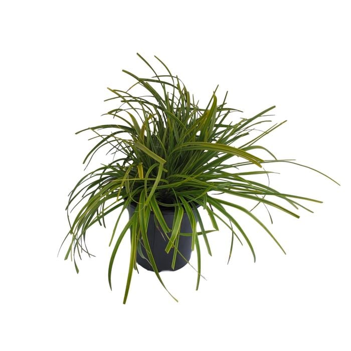 1.9L Everlime - Carex everlime