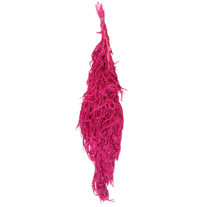 Blooms Of Joy 50-80cm Hot Pink Amaranthus Flowers