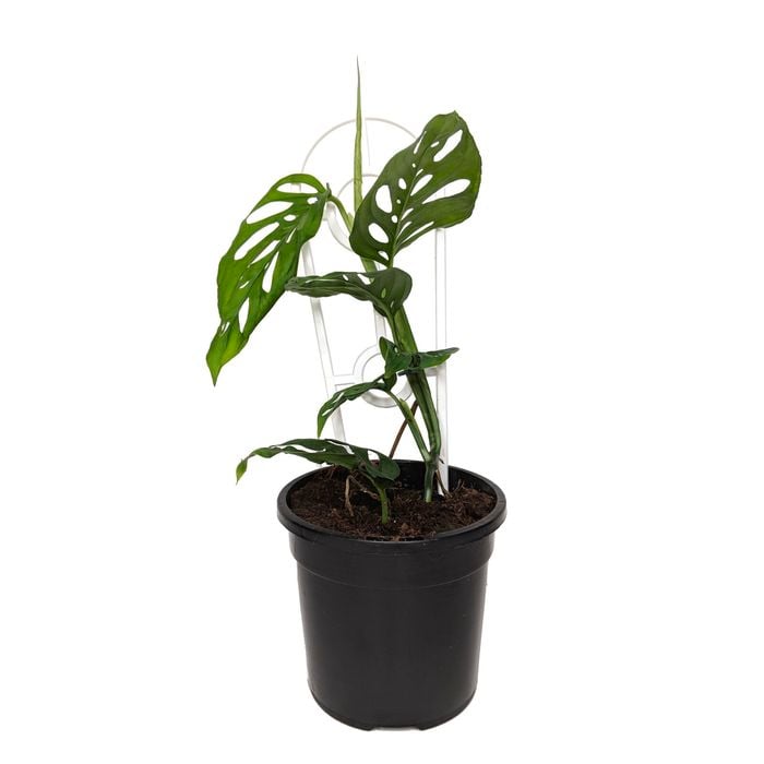 120mm Swiss Cheese Plant - Monstera adansonii