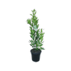 250mm Bay Tree - Laurus nobilis - Miles Choice
