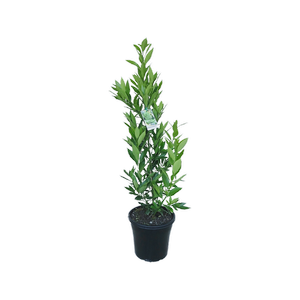 250mm Bay Tree - Laurus nobilis - Miles Choice