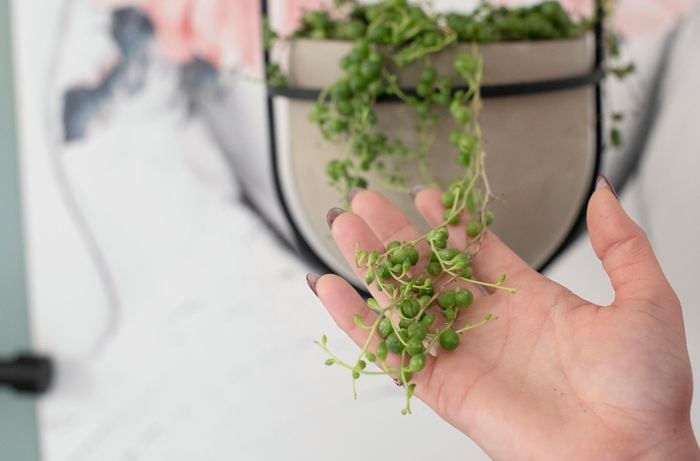 Person holding string of pearls plant in their hand.