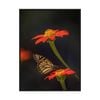 Artey | Butterfly Portrait X - Framed Canvas - Black Frame - 112 x 150cm