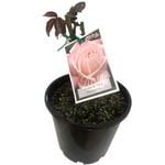 200mm Bare Rooted Non PBR Assorted Rose - Rosa