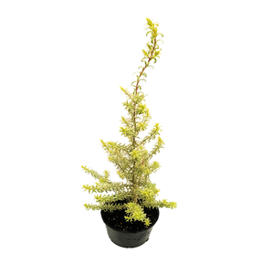 140mm Kunzea - Kunzea baxteri variegated