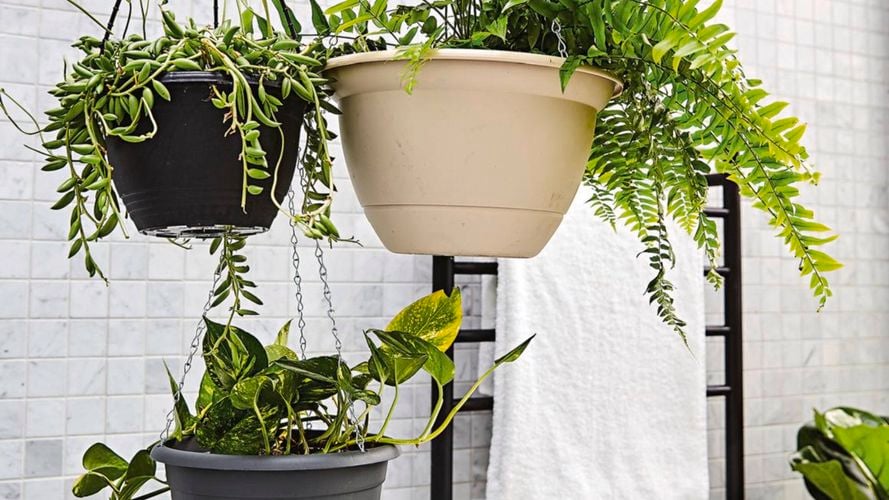 Assorted hanging baskets with plants displayed in a bathroom