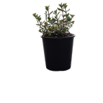 2L Parahebe Baby Blue - Parahebe catarractae