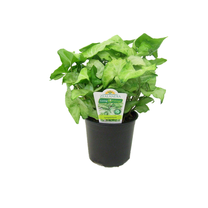12cm Assorted Indoor Foliage