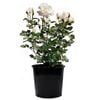 6L Rose White Romance - Rosa hybrida