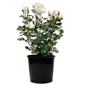 6L Rose White Romance - Rosa hybrida