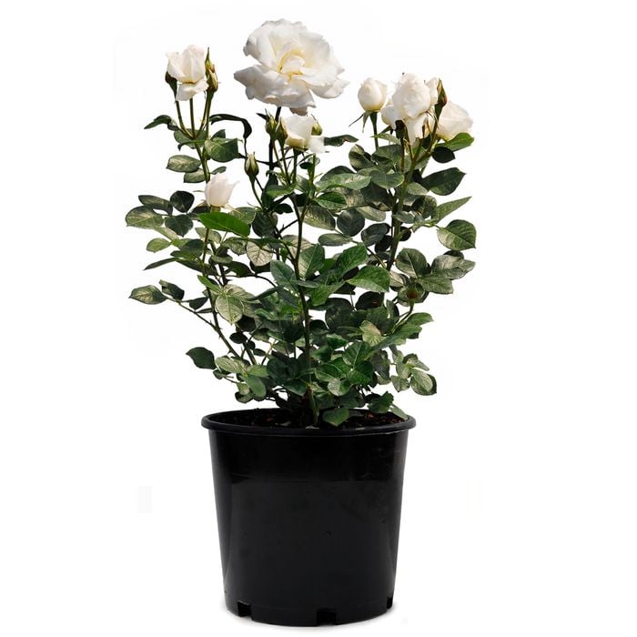 6L Rose White Romance - Rosa hybrida