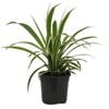 120mm Variegated Spider Plant - Chlorophytum Comosum Variegatum