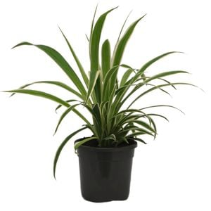 120mm Variegated Spider Plant - Chlorophytum Comosum Variegatum