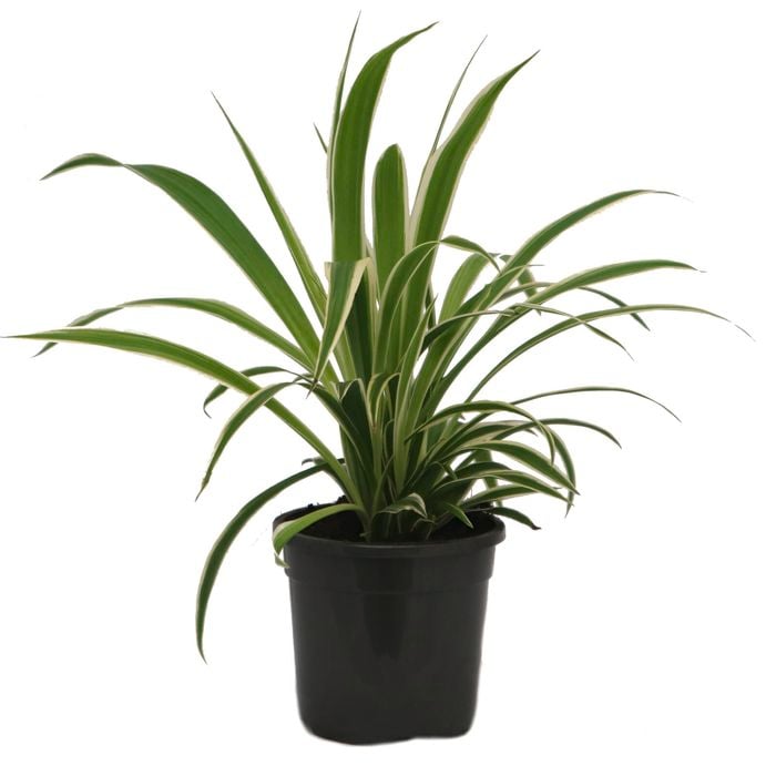 120mm Variegated Spider Plant - Chlorophytum Comosum Variegatum