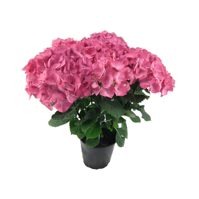 200mm Hydrangea Obsidian - Hydrangea macrophylla