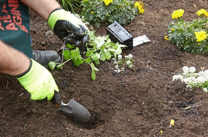 Peas being transferred from a punnet into a garden bed next to other small flowers