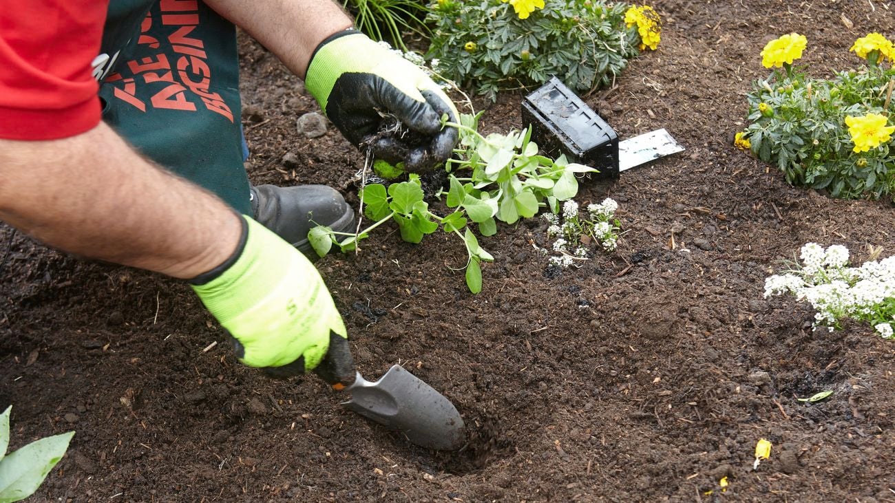 A person digging a hole in soil with a hand trowel