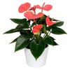 120mm Assorted Anthurium In Ceramic Pot - Anthurium andraeanum