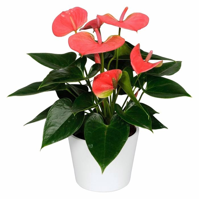 120mm Assorted Anthurium In Ceramic Pot - Anthurium andraeanum