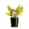 140mm Abelia Lime Splice - Abelia grandiflora