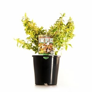 140mm Abelia Lime Splice - Abelia grandiflora