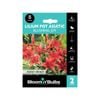 Bloomin Bulbs Lilium Asiatic Blushing Joy - 2 Pack