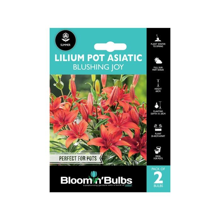 Bloomin Bulbs Lilium Asiatic Blushing Joy - 2 Pack