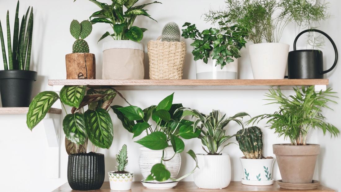 Pot plants on shelves.