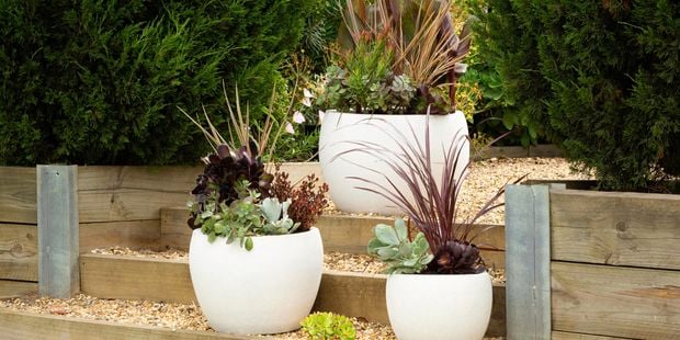 White round pots with plants