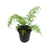 2.4L Hen And Chicken Fern - Asplenium bulbiferum