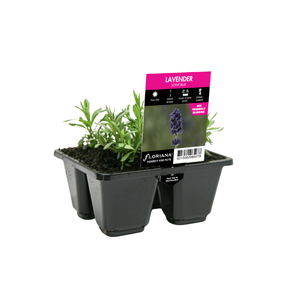 4 Cell Lavender Scent Blue - Lavandula angustifolia