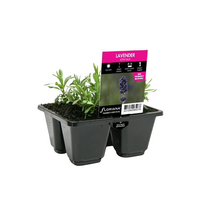 4 Cell Lavender Scent Blue - Lavandula angustifolia