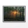 Morning in the Forest  Print 100% Australian Made 120x90cm  (Poster)