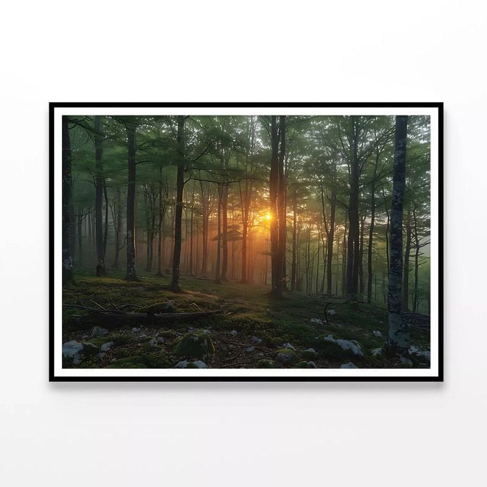 Morning in the Forest  Print 100% Australian Made 120x90cm  (Poster)