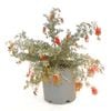 250mm Grevillea Seaspray - Grevillea preissii