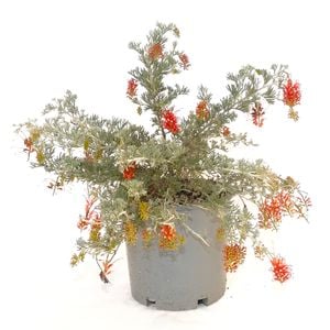 250mm Grevillea Seaspray - Grevillea preissii
