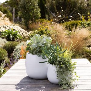 Two white drum pots filled with succulents in a backyard