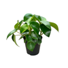 120mm Peperomia - Peperomia polybotrya