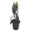 125mm Black Gold Philodendron - Philodendron melanochrysum
