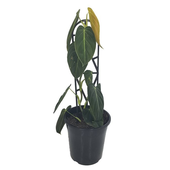 125mm Black Gold Philodendron - Philodendron melanochrysum